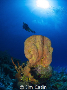 Huge orange barrel sponge at Cobalt Coast by Jim Catlin 